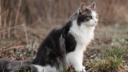 A gray and white, tabby cat with yellow eyes, sits on the ground. A tabby cat, sitting on the ground, looks ahead. Cute gray and white cat outdoors. Close up view of the cat on the ground.