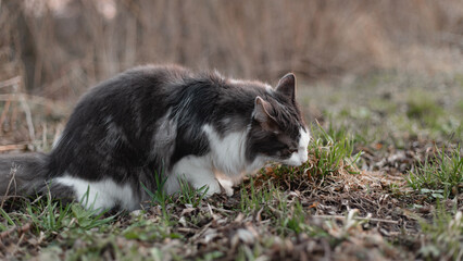 A gray and white cat sits on the ground. A cat, sitting on the ground, eats grass. Cute gray and white cat outdoors. Close up view of the cat on the ground.