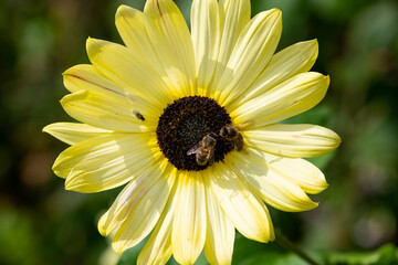 Close up of a sunflower head in bloom
