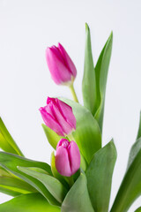 pink tulips on a white background, copy space