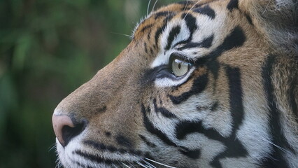 Close-up of a tiger (Panthera tigris) , a carnivorous mammal in the family Felidae