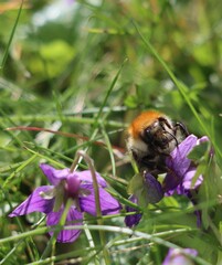Bumblebee on a flower