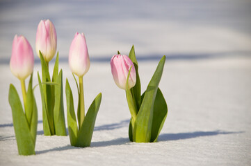 pink tulips in spring