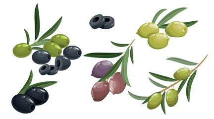 Green and black olives set. Olive twigs with leaves. Best for olive oil products, farm market products etc. Vector illustrations.