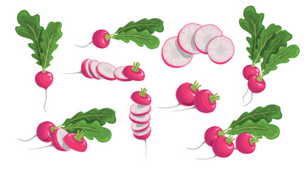 Radish cartoon icons set. Farm fresh vegetables. Whole and sliced. Best for kitchen menu and farm market designs. Vector illustrations.