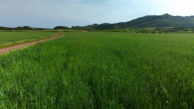 Cinematic fly over field with grass slowly blowing in the wind. Sun behind mountains with endless crop.