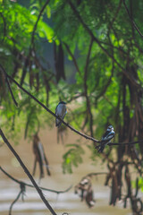 Black and blue birds in a tree that is on the edge of a river, concept of nature