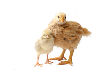 Chicken and hen, two chickens, two hens, on a white background, isolated