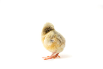 chick on a white background isolated chick chick one day old, turned away, stands with his back