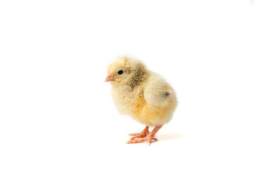 chick on white background isolated chick chick one day,