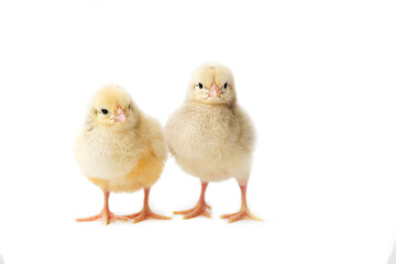 two chickens on a white background, chickens isolated, photo of chickens,