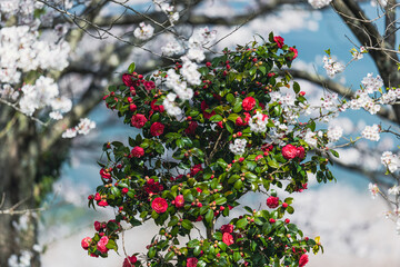 桜の花背景の山茶花