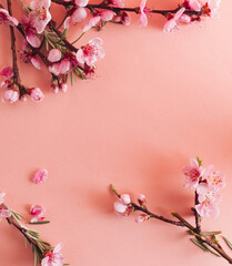Apple blossom twig with on bright pink background. Flat lay. Copy space..