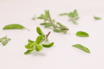 Obraz premium Fresh oregano isolated on white background.