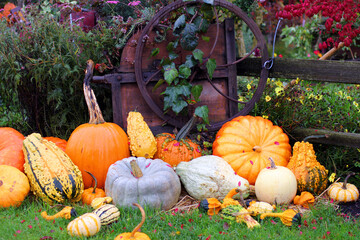 Pumpkins and gourds on display at a farm on nice Fall day