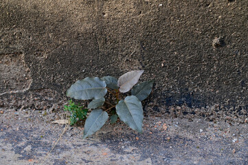 Closeup of A Small Green Tree grew up on the old stone wall in the park with nature background.
