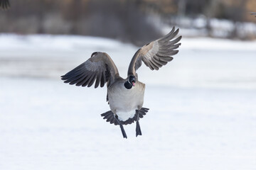 Canada goose (Branta canadensis) in winter
