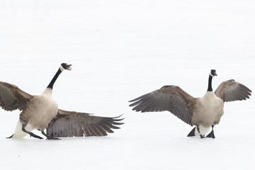 Canada goose (Branta canadensis) in winter