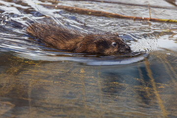 muskrat (Ondatra zibethicus) in spring