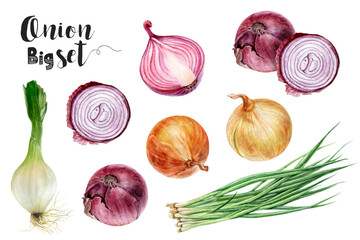 Watercolor painting of onion set isolated on white background, closeup, botanical illustration.
