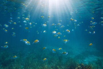 Underwater sunlight with fish in the sea (school of sergeant major fish), Caribbean sea, Mexico