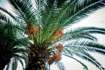 Natural background,texture,palm tree with branches and green leaves