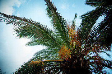 Fototapeta na wymiar Natural background,texture,palm tree with branches and green leaves
