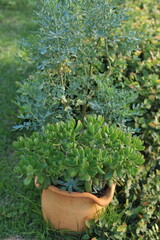 planta suculenta em vaso externo