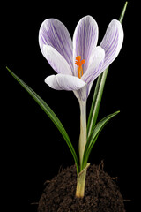 Crocus flower growing from the ground, isolated on black background