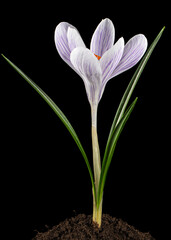 Crocus flower growing from the ground, isolated on black background