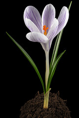 Naklejka premium Crocus flower growing from the ground, isolated on black background