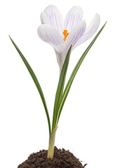 Fototapeta premium Crocus flower growing from the ground, isolated on white background