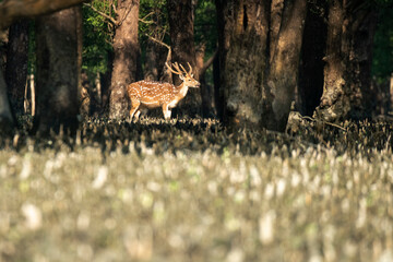 spotted deer, sundarban, bangladesh