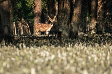 spotted deer, sundarban, bangladesh