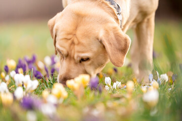 Pies węszący w kwitnących kwiatkach