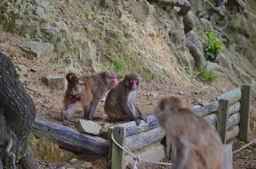 日本の淡路島に住んでいる野生猿、猿、日本猿。
人間にも近づくことがあります、人間から逃げない