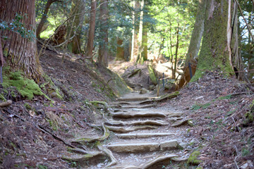 Fototapeta premium 鞍馬山の山道