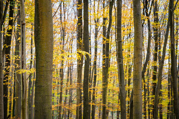 Fototapeta na wymiar View of golden beech trees in the park. Red, orange and yellow leaves. Atmospheric landscape.