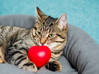 Cute adorable tabby cat posing with red heart symbol of love. Passion for home pet concept. Hot macho male in animal world. Pet owner having fun with pet.