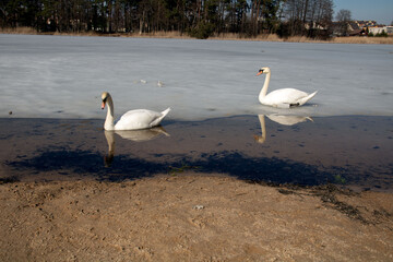 photo of two swans swimming on a lake