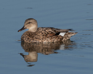 Female Gadwell on the water