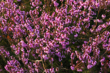 Obraz premium Pink Erica carnea flowers or winter Heathin the garden in early spring. Floral background, botanical concept