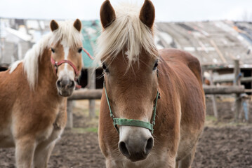 Haflinger Pferde schauen freundlich in die Kamera