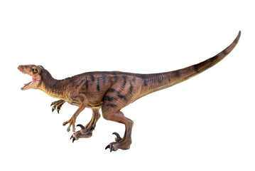 dinosaur , Velociraptor  isolated background © meen_na