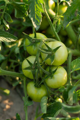 Blurred image of green tomatoes on a plant. Eco farm concept.