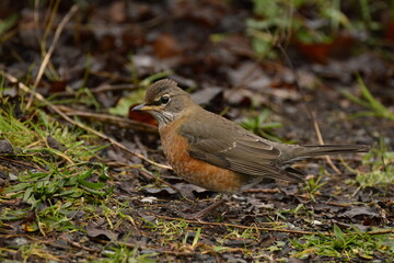 American Robin in underbrush