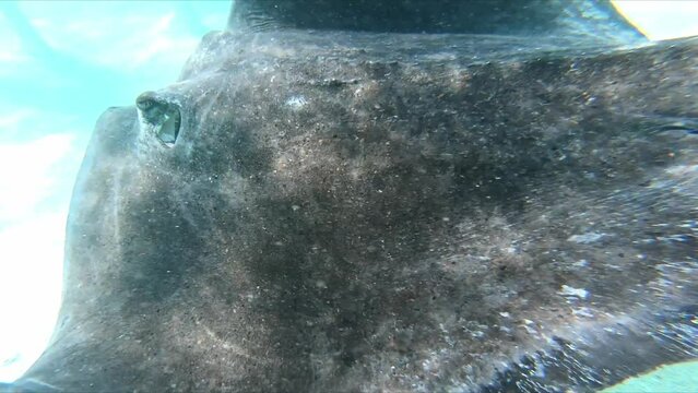 Closeup of a stringray under water circling arround tourists