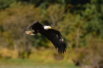 Bald Eagle in flight