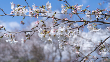 日本の春の桜と青空
