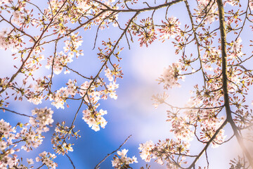 blossom in spring